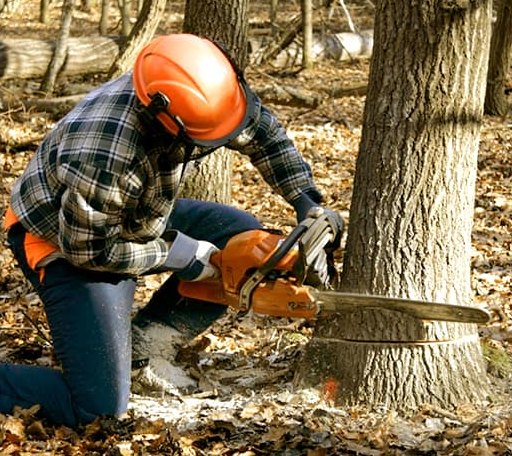 Tree Removal in Darwin, CA